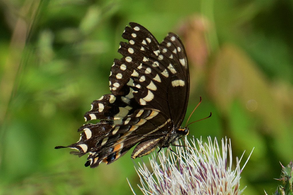 134 2014-05111937b Alligator River NWR, NC.JPG - Palamedes Swallowtail (Papilio palamedes). Butterfly. Alligator River NWR, NC, 5-11-2014